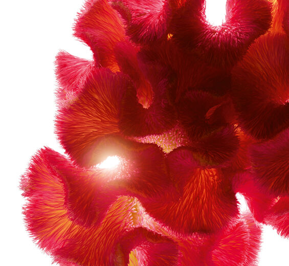 雞冠花-雞冠花萃取-Celosia cristata flower extract