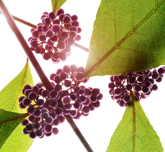 紫珠-紫珠萃取-Callicarpa japonica fruit extract