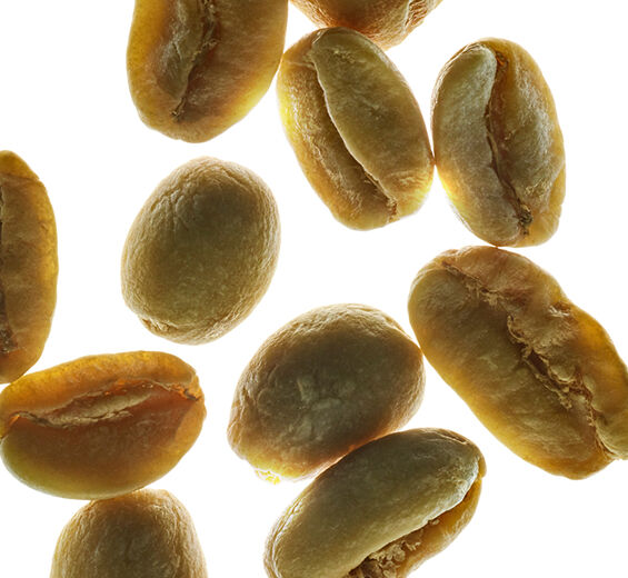 羅布斯塔咖啡灌木-綠咖啡豆萃取-Coffea robusta seed extract