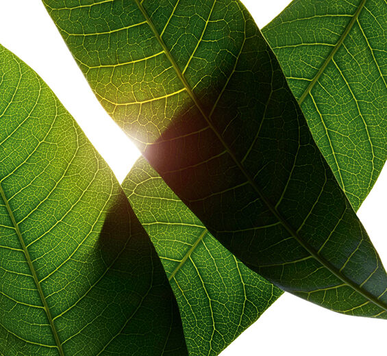 芒果樹-有機芒果葉萃取-Mangifera indica (mango) leaf extract