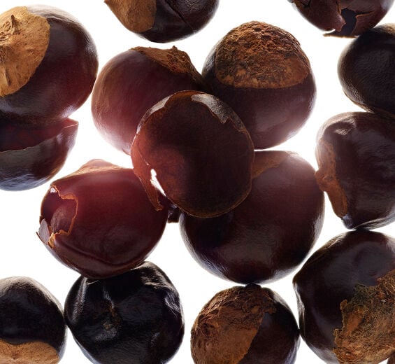 巴西香可可-有機巴西香可可萃取-瓜拿納籽萃取/Paullinia cupana seed extract