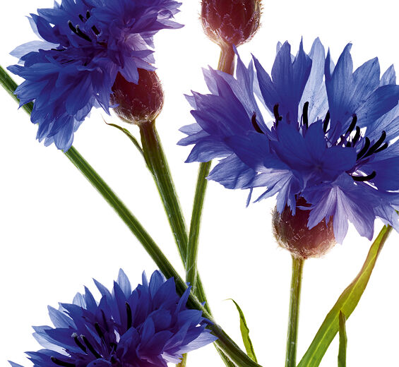 矢車菊-有機矢車菊萃取-Centaurea cyanus flower extract