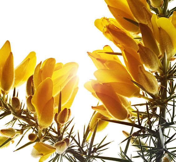 金雀花-有機金雀花萃取-Ulex europaeus leaf/root/stem extract