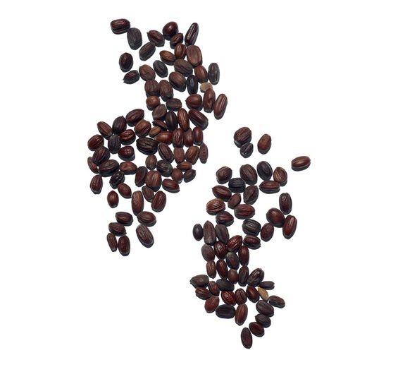 荷荷巴-有機荷荷巴油-Simmondsia chinensis (jojoba) seed oil