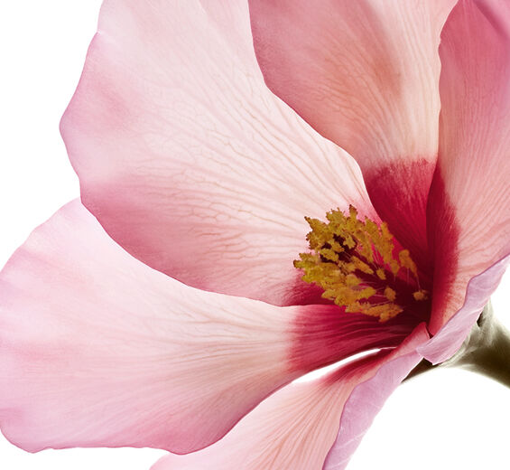 洛神花-洛神花酸-洛神花萃取/Hibiscus sabdariffa flower extract