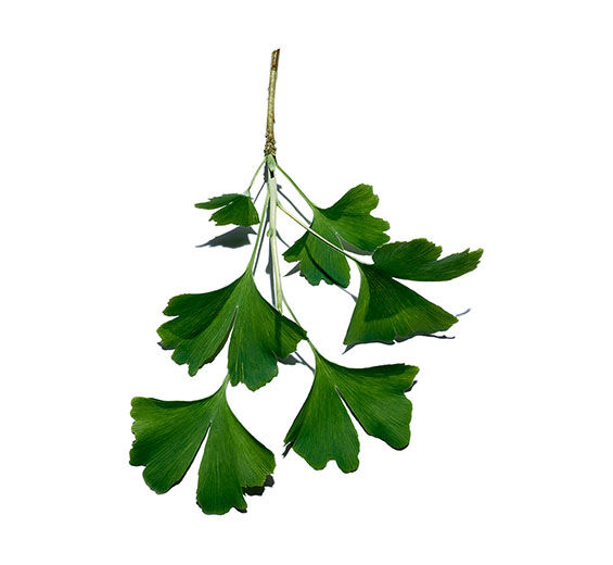 銀杏-銀杏葉萃取-Ginkgo biloba leaf extract