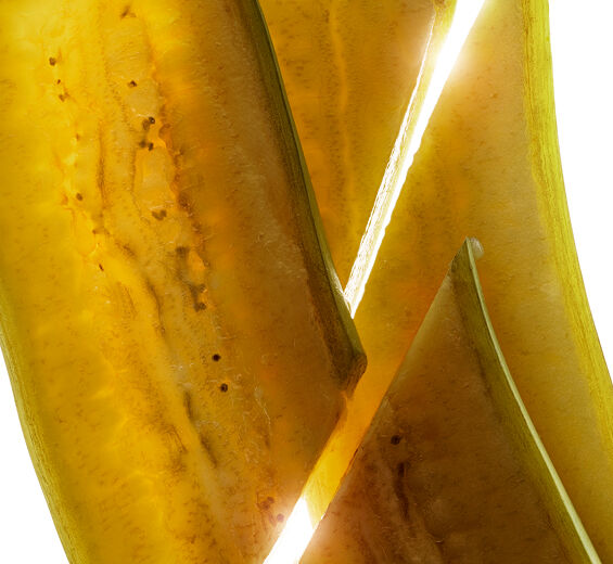 香蕉樹-有機綠香蕉萃取-Musa sapientum (banana) fruit extract