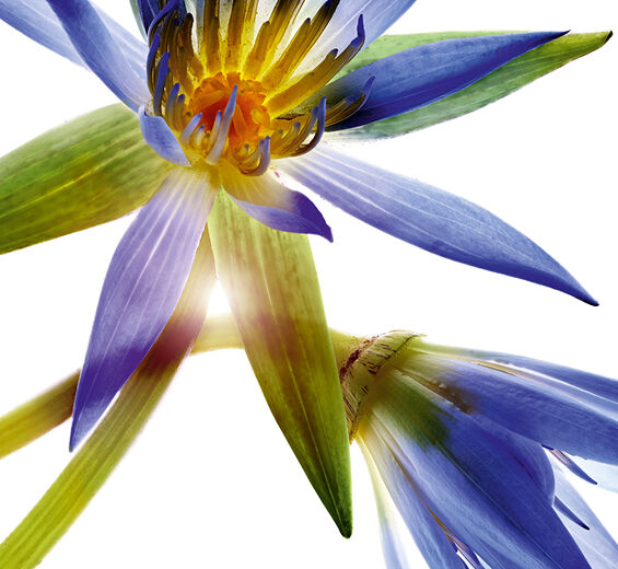 藍蓮花-藍蓮花蠟-Nymphaea caerulea flower extract