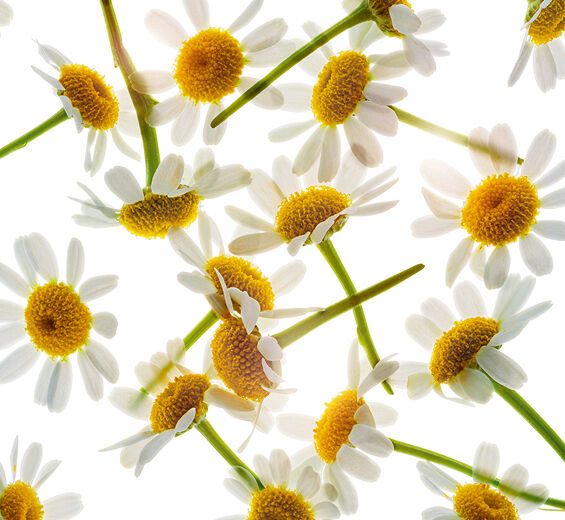 羅馬洋甘菊-羅馬洋甘菊精油-Anthemis nobilis flower oil