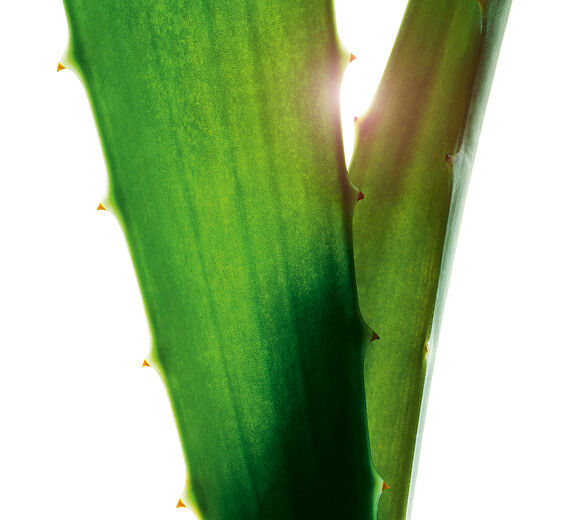 蘆薈-蘆薈萃取-蘆薈葉汁、蘆薈葉汁粉/Aloe barbadensis leaf juice,aloe barbadensis leaf juice powder