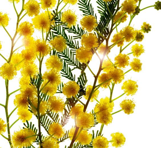 阿拉伯膠樹-阿拉伯樹膠微珠-阿拉伯膠/Acacia Senegal gum