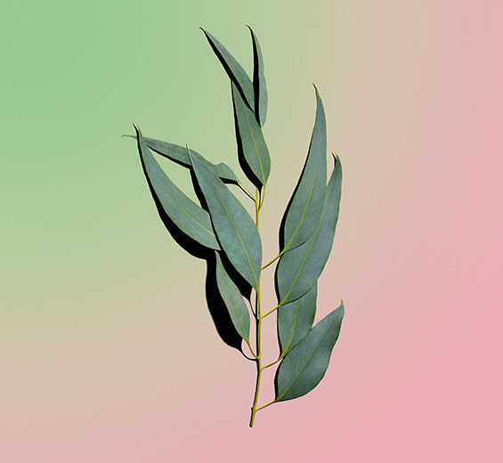 尤加利樹-有機尤加利精油-Eucalyptus globulus leaf oil