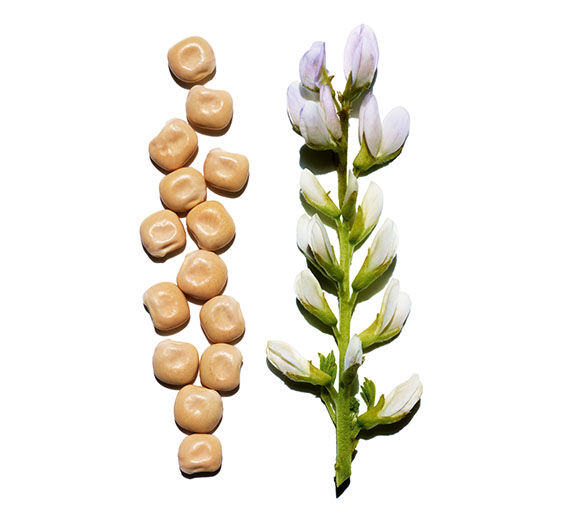 白羽扇豆-有機白羽扇豆萃取-Hydrolyzed lupine protein