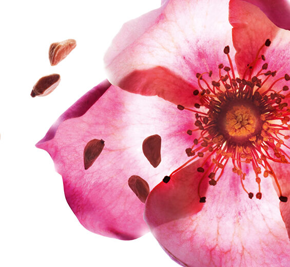 甜薔薇-有機甜薔薇油-野玫瑰籽油/Rosa rubiginosa seed oil