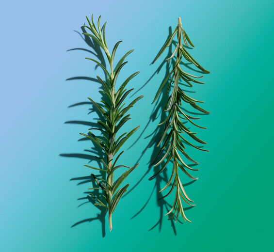 迷迭香-迷迭香萃取-Rosmarinus officinalis (rosemary) leaf extract