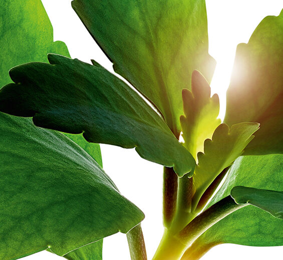 生命之葉-有機生命之葉萃取-落地生根葉萃取/Kalanchoe pinnata leaf extract