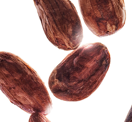 可可樹-有機可可脂-Theobroma cacao (cocoa) seed butter