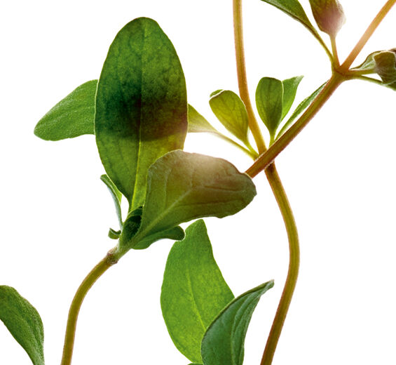墨角蘭-馬鬱蘭精油-Origanum majorana leaf oil