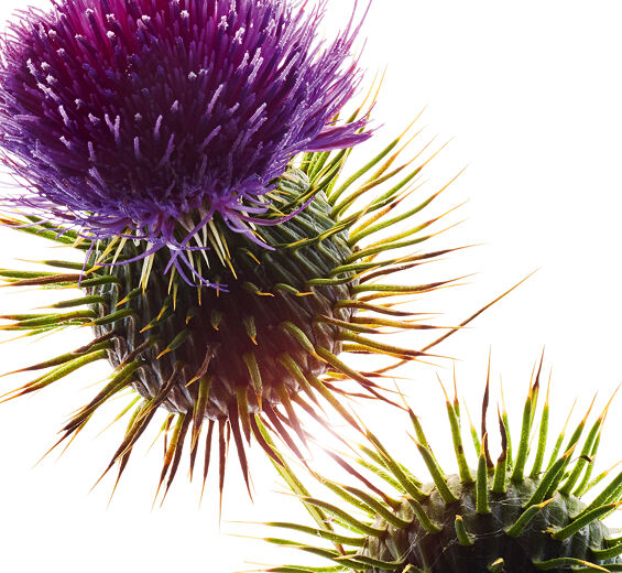 乳薊-有機乳薊籽油-奶薊籽油/Silybum marianum seed oil