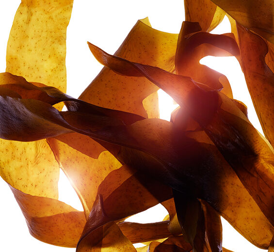 海藻-有機翅藻萃取-裙帶菜萃取（海帶芽）/Undaria pinnatifida extract