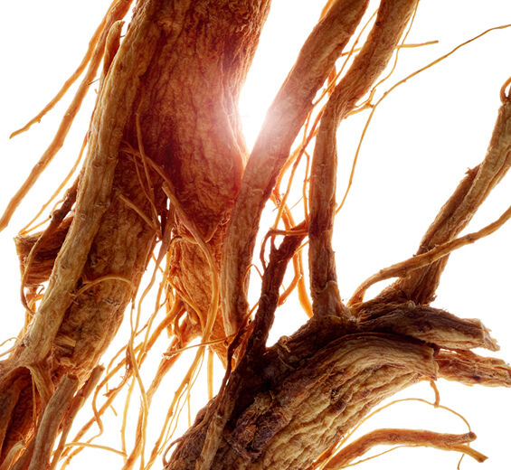 人蔘-人蔘萃取-高麗人參根萃取/Panax ginseng root extract