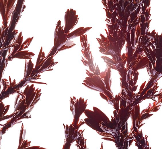 蜜羅木萃取-蜜羅木萃取-復活草葉／莖萃取/Myrothamnus flabellifolia leaf/stem extract