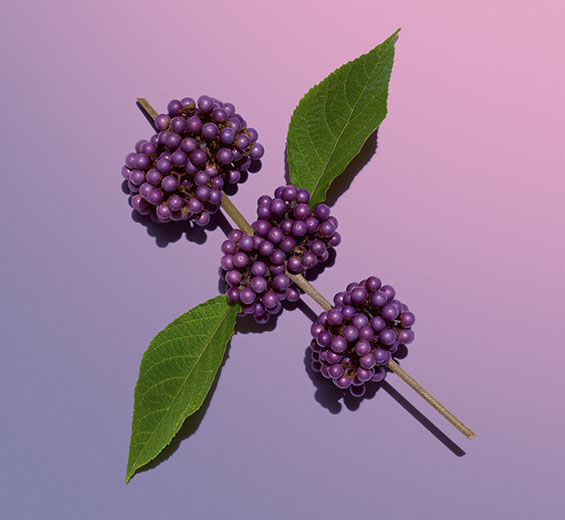 紫珠-紫珠萃取-Callicarpa japonica fruit extract