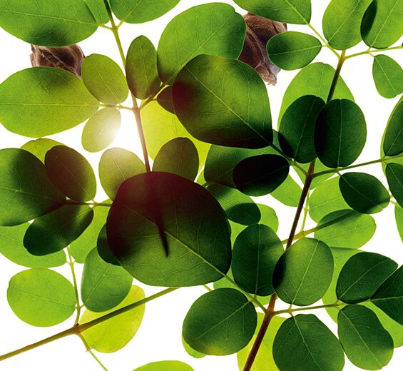 辣木-墨角蘭萃取-辣木籽萃取/Moringa oleifera seed extract