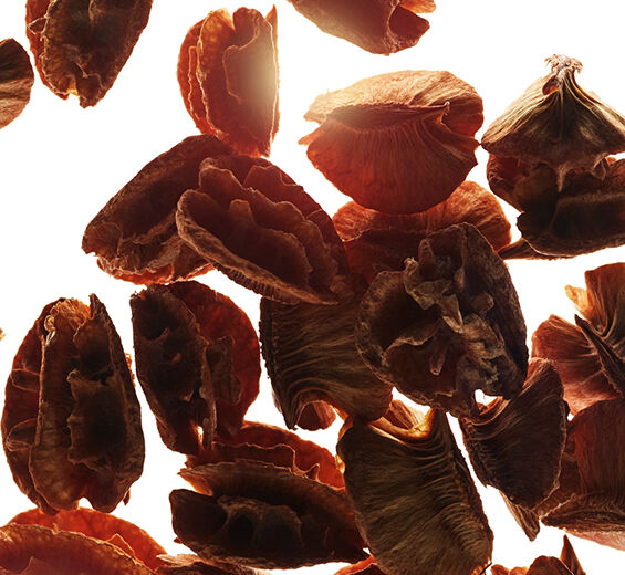 加勒比櫻桃-加勒比櫻桃籽萃取-西印度櫻桃籽萃取/Malpighia emarginata (acerola) seed extract