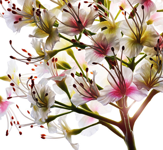 有機七葉皂樹-有機七葉樹花萃取-Aesculus hippocastanum (horse chestnut) extract