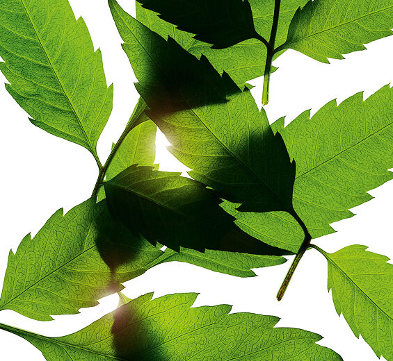 鬼針草-有機毛蕊菊萃取物-Bidens Pilosa Extract