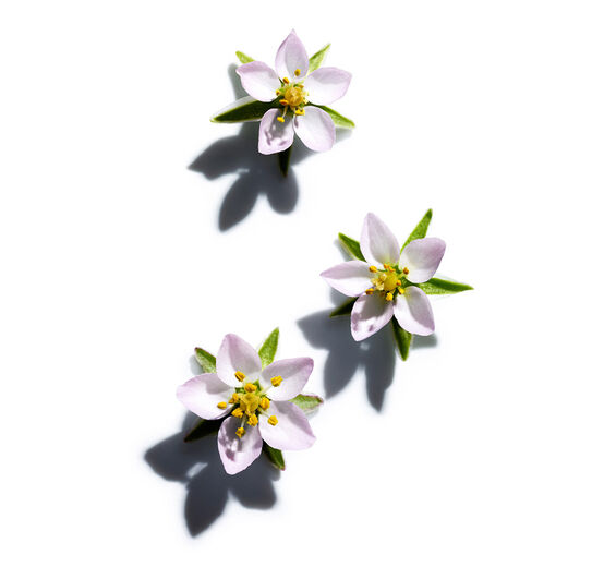 牛漆姑草-牛漆姑草萃取-紅寶蓮萃取/Spergularia rubra extract