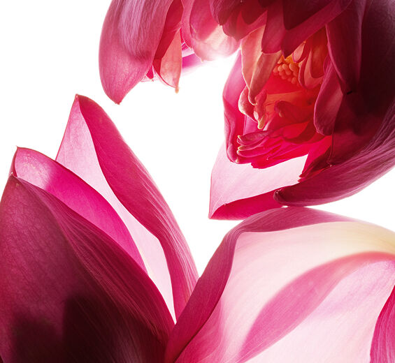 蓮花-蓮花萃取-Nelumbo nucifera flower extract