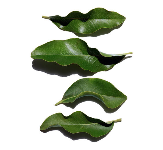 非洲烏木-有機非洲烏木萃取-非洲黑棗葉萃取/Diospyros mespiliformis leaf extract