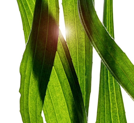 長葉車前草-長葉車前草萃取-Plantago lanceolata leaf extract