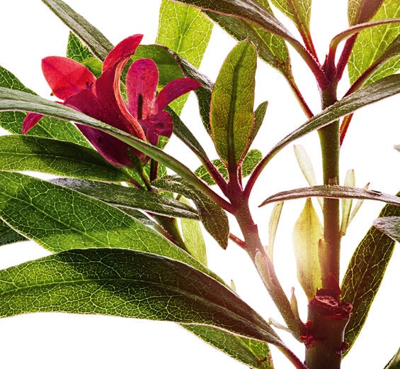 高山杜鵑-高山杜鵑萃取-Rhododendron ferrugineum extract