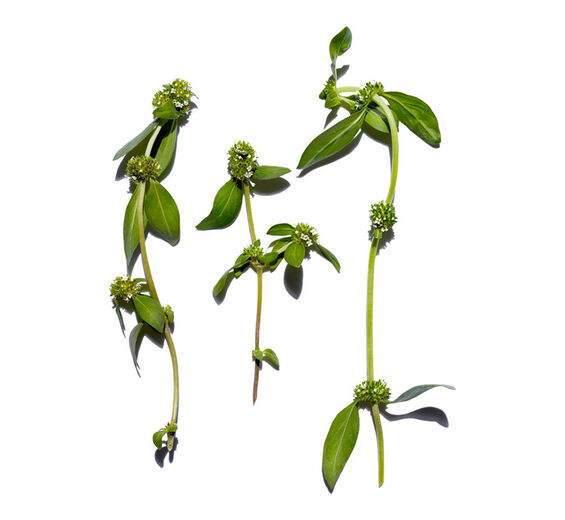 蓋裂果-有機蓋裂果萃取-Mitracarpus scaber extract