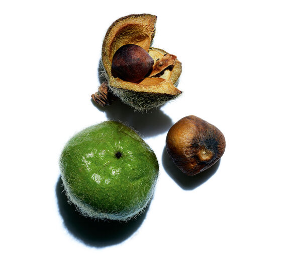 山茶花-有機山茶花油-Camellia oleifera seed oil