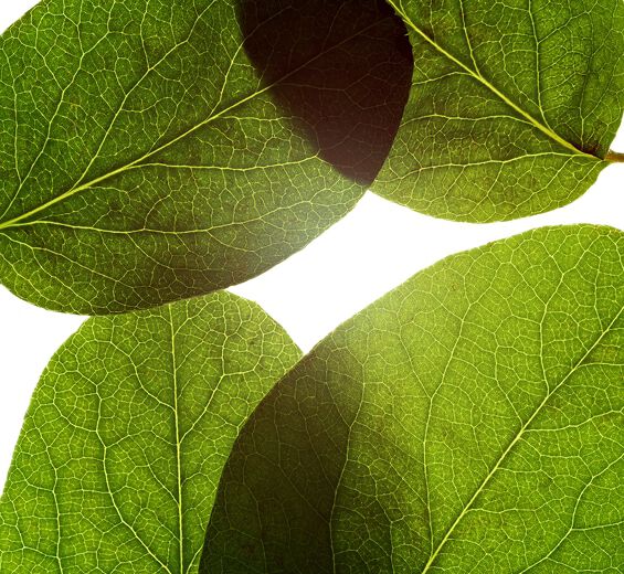 榲桲-木瓜葉萃取-榲桲葉萃取/Cydonia oblonga leaf extract