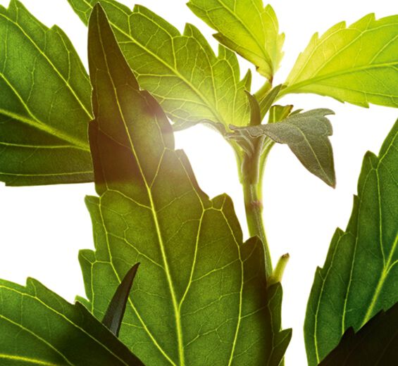 貓鬚草-貓鬚草萃取-貓鬚草萃取/Orthosiphon stamineus extract