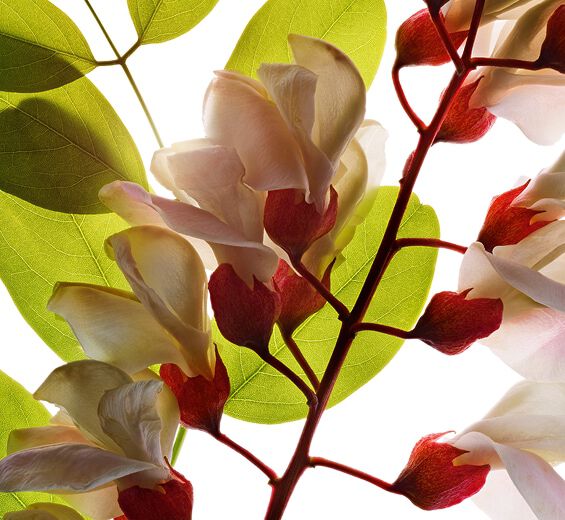 刺槐-刺槐花露-洋槐花萃取/Robinia pseudoacacia flower extract