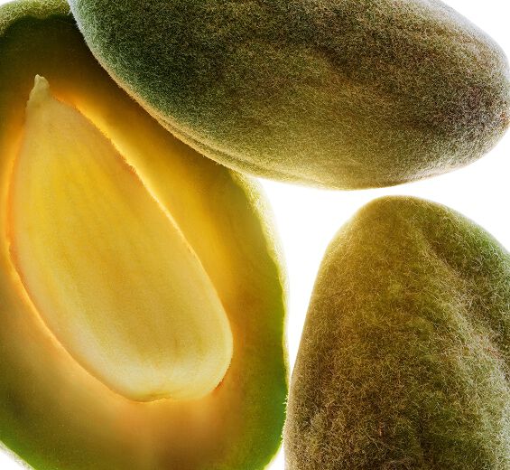 甜杏仁-有機甜杏仁油-甜杏仁油/Prunus amygdalus dulcis (sweet almond) oil