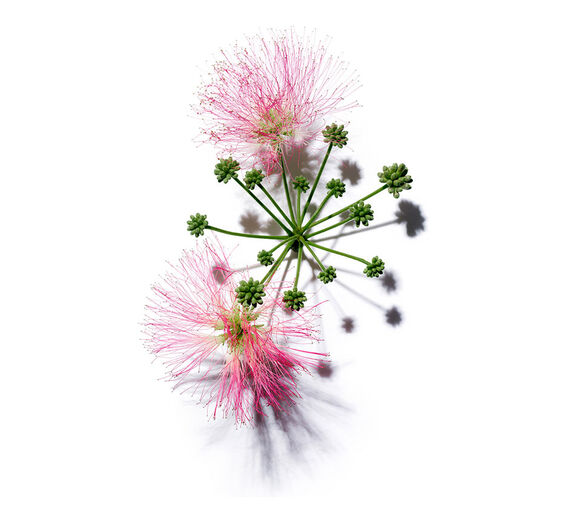 合歡-合歡萃取-Albizia julibrissin bark extract
