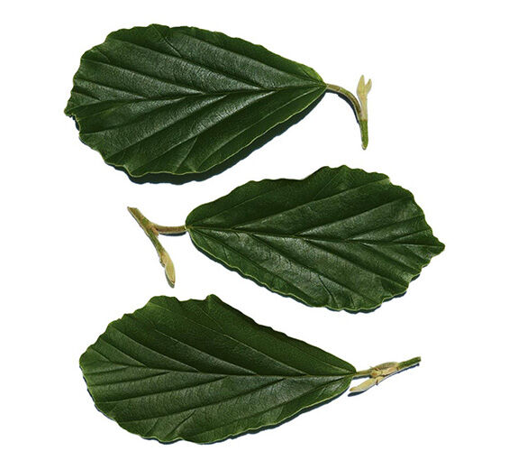 金縷梅-金縷梅萃取-Hamamelis virginiana (witch hazel) leaf extract