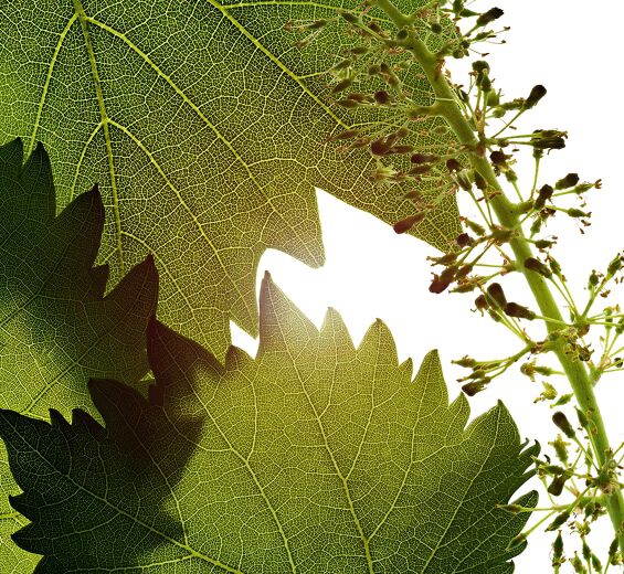 葡萄藤-葡萄花細胞萃取-葡萄花細胞萃取/Vitis vinifera (grape) flower cell extract