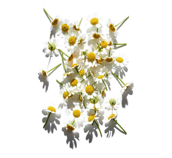 羅馬洋甘菊-羅馬洋甘菊精油-Anthemis nobilis flower oil