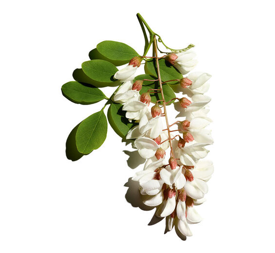 刺槐-刺槐花露-Robinia pseudoacacia flower extract