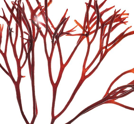 紅 藻 【紅 藻】紅 藻