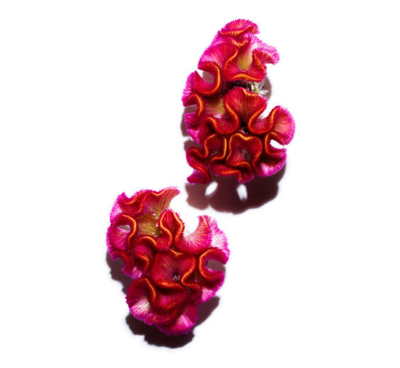 雞冠花-雞冠花萃取-Celosia cristata flower extract