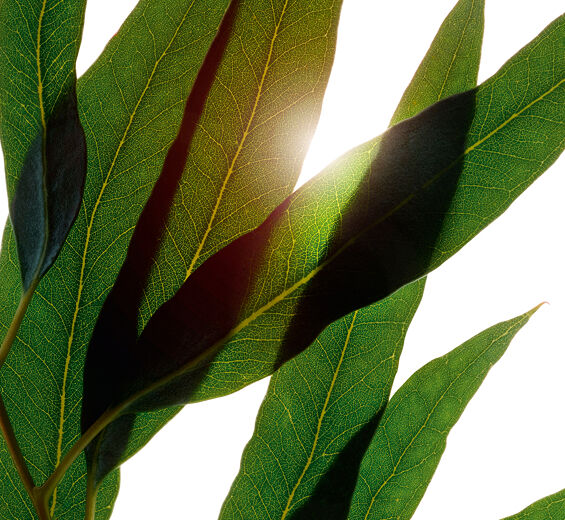 尤加利樹-有機尤加利精油-Eucalyptus globulus leaf oil